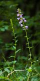 Campanula ruthenica