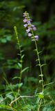 Campanula ruthenica