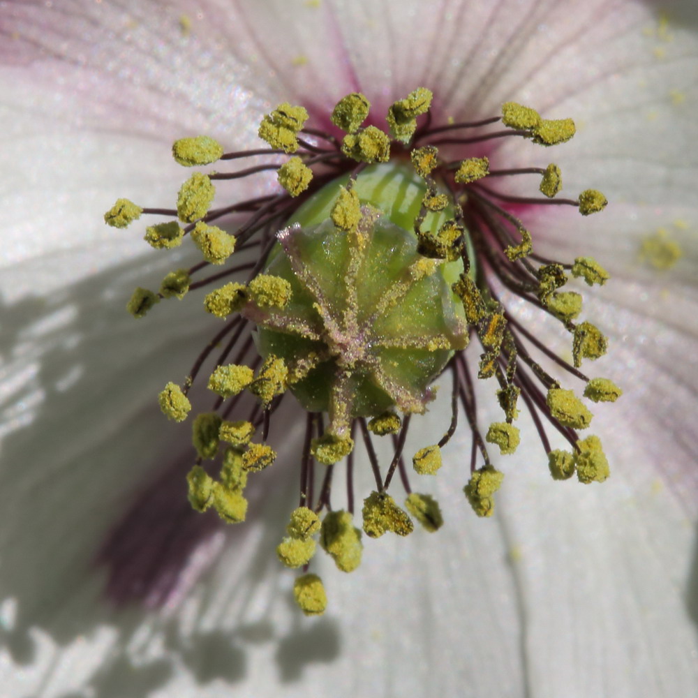 Изображение особи род Papaver.