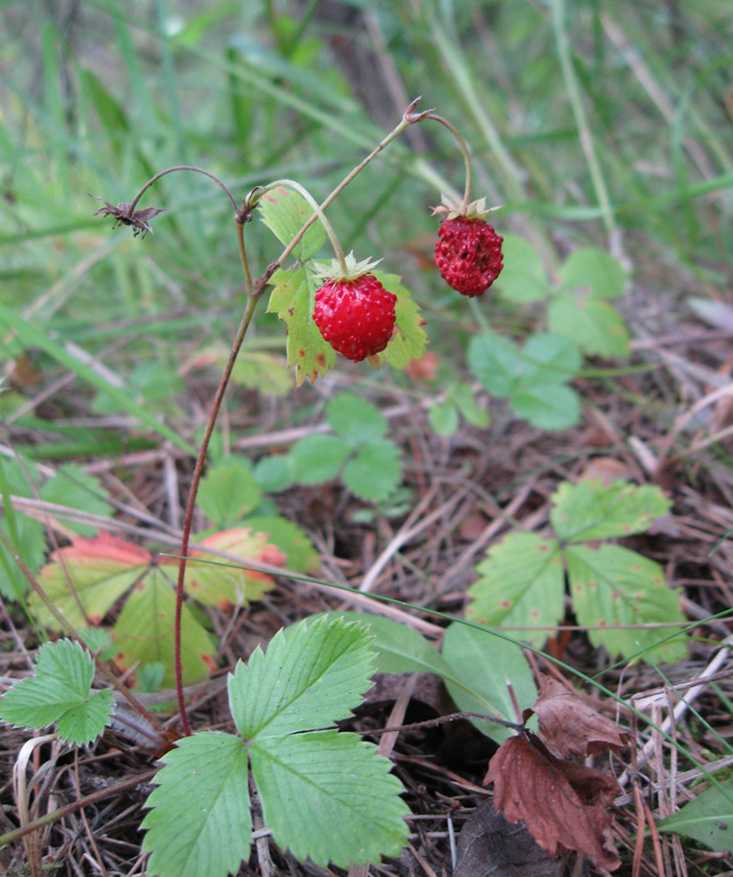 Изображение особи Fragaria vesca.