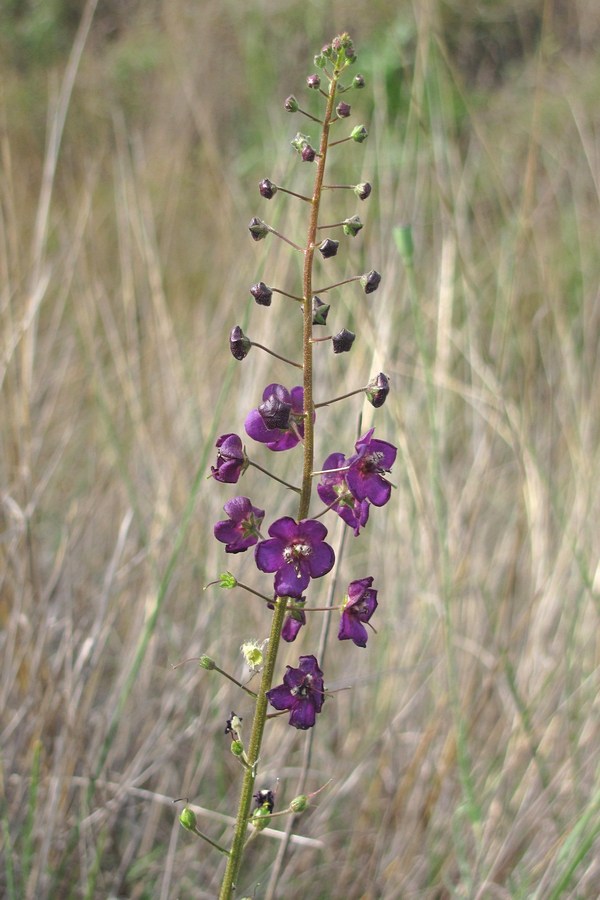 Изображение особи Verbascum phoeniceum.