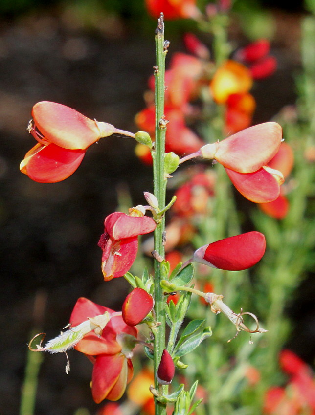 Image of Cytisus × praecox specimen.