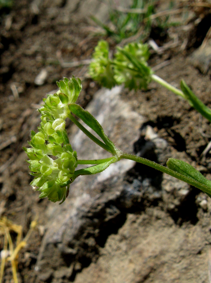 Image of Valerianella turgida specimen.