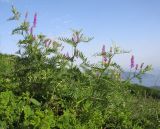 Vicia tenuifolia. Цветущее растение. Краснодарский край, м/о г. Новороссийск, гора Большой Маркотх, горная степь. 17.05.2014.