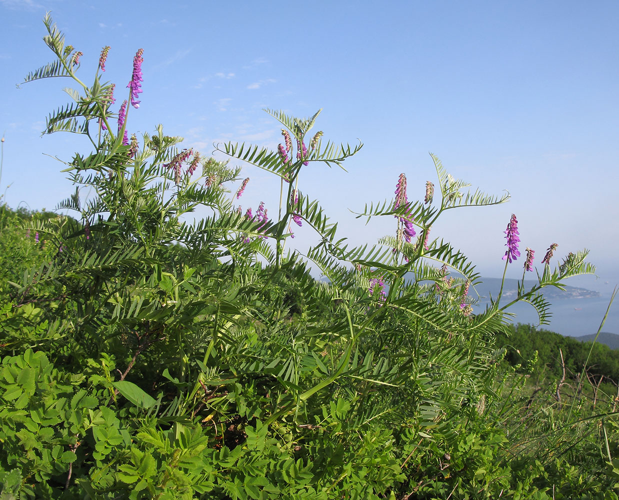 Изображение особи Vicia tenuifolia.