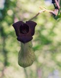 Aristolochia manshuriensis