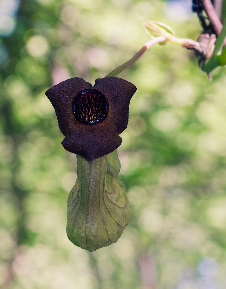 Изображение особи Aristolochia manshuriensis.