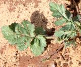 Erodium gruinum