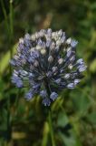 Allium caesium