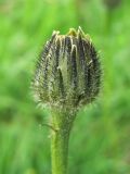 Trommsdorffia maculata. Раскрывающееся соцветие. Украина, Львовская обл., поляна среди зарослей кустарников. 1 июня 2009 г.