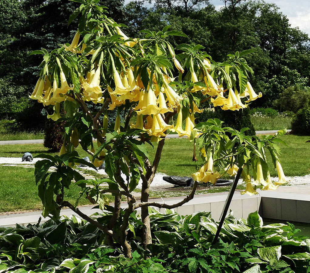 Image of Brugmansia aurea specimen.