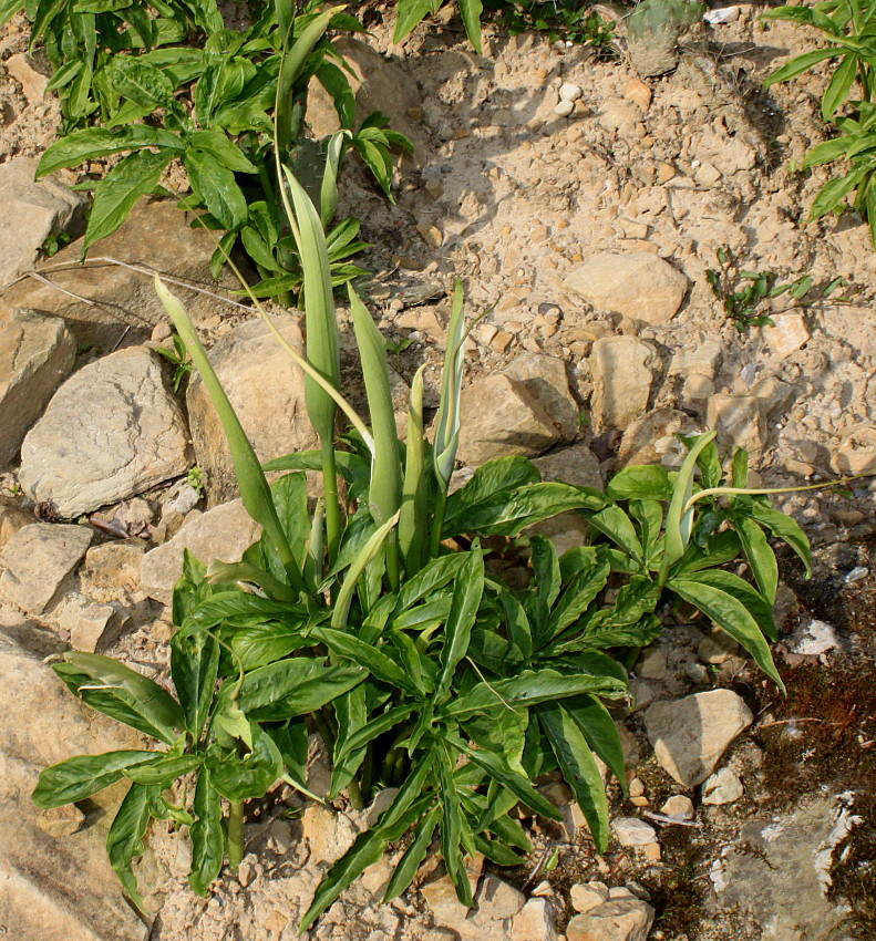 Image of Pinellia pedatisecta specimen.