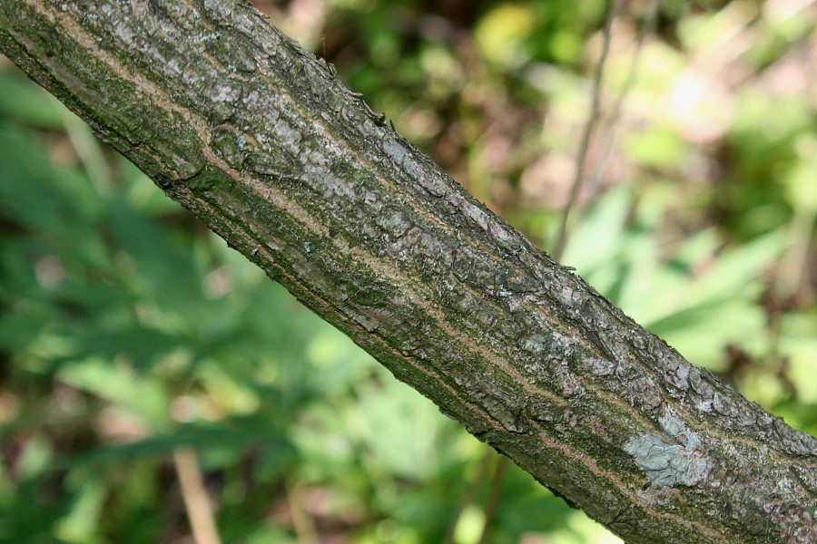Image of Flueggea suffruticosa specimen.