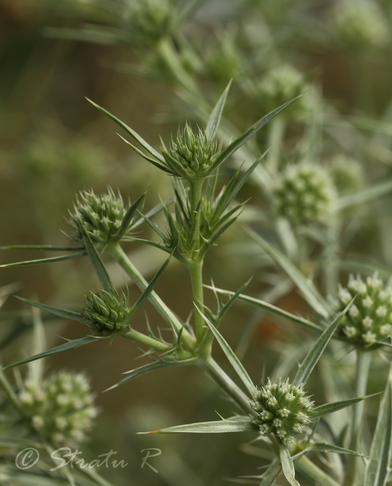 Изображение особи Eryngium campestre.