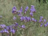 Limonium gmelinii