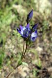 Gentiana olivieri