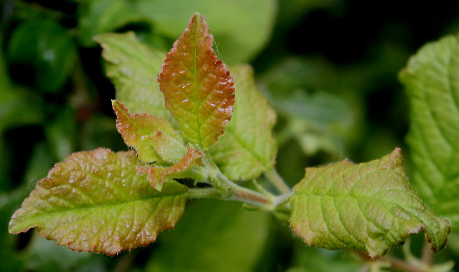 Изображение особи Prunus insititia.