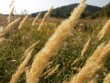 Calamagrostis glomerata