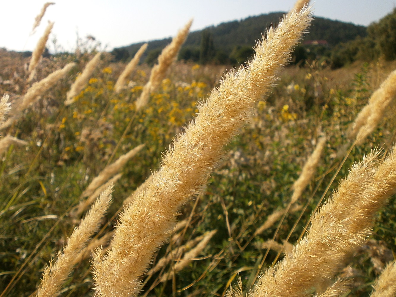 Изображение особи Calamagrostis glomerata.