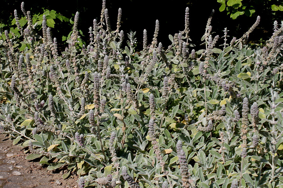 Image of Stachys byzantina specimen.