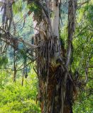Eucalyptus viminalis
