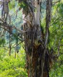 Eucalyptus viminalis. Часть ствола с отшелушивающейся корой. Республика Абхазия, Новый Афон, территория дачи Сталина. Август 2014 г.