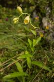 Digitalis grandiflora