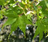 Acer palmatum. Листья и плоды. Германия, г. Бонн, в озеленении. Июль 2014 г.