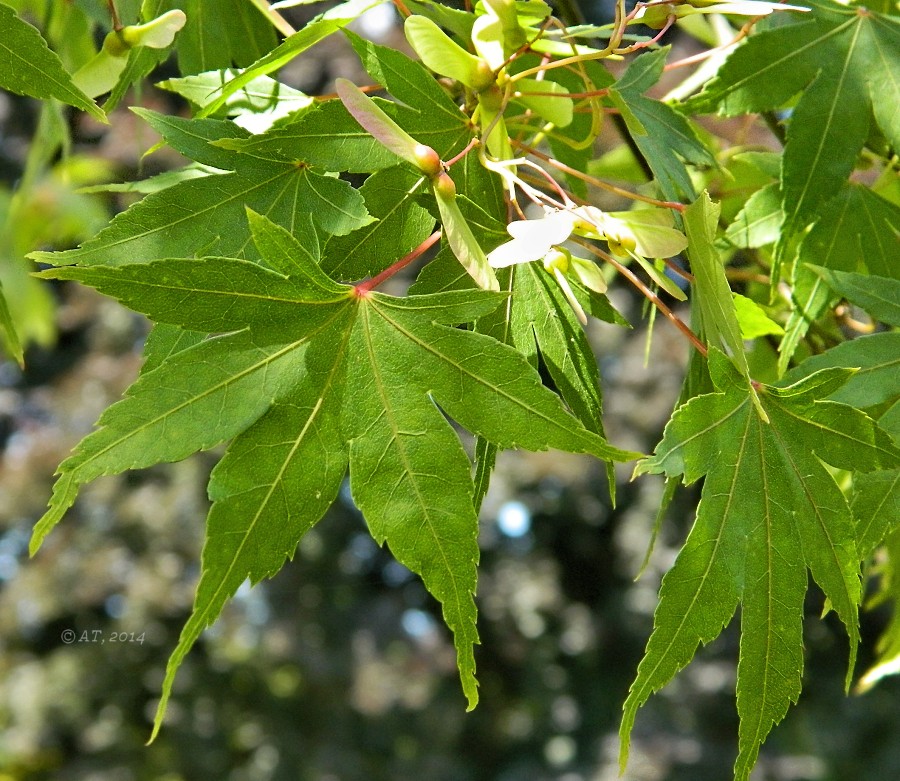 Изображение особи Acer palmatum.