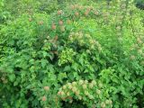 Physocarpus opulifolius