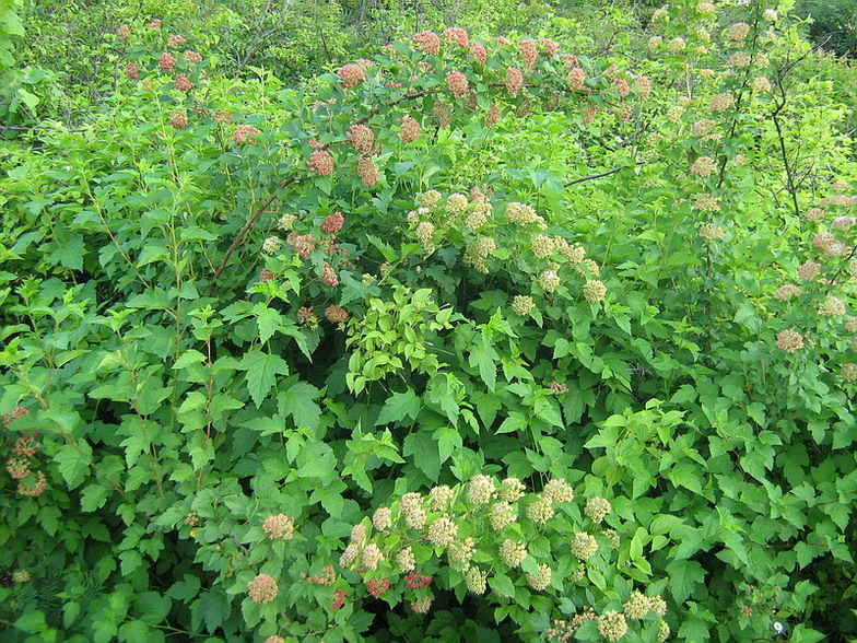 Image of Physocarpus opulifolius specimen.