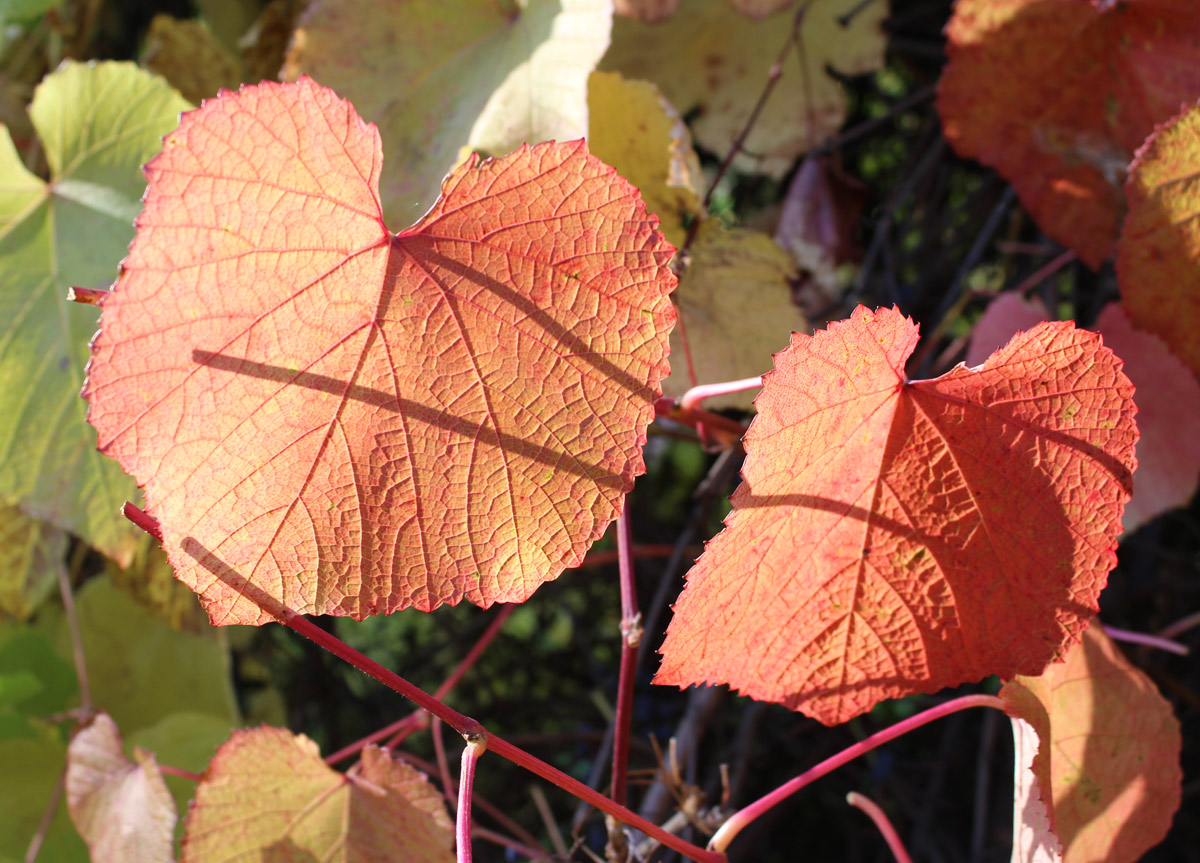 Изображение особи род Vitis.