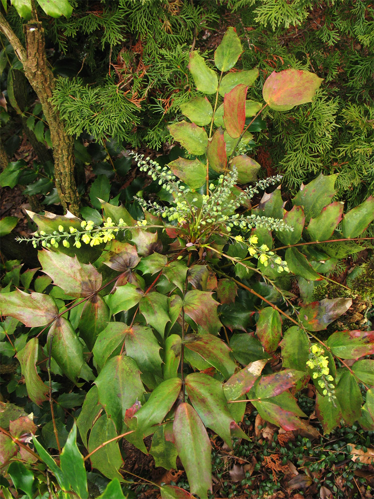 Image of Mahonia bealei specimen.