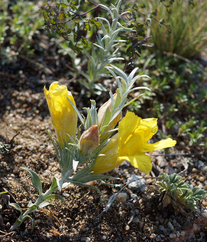 Image of Cymbaria daurica specimen.