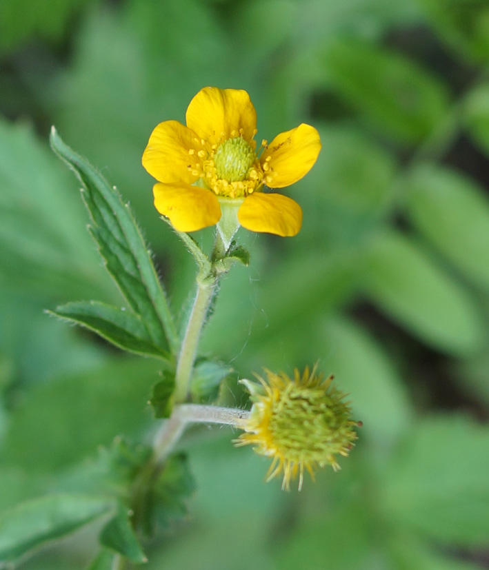 Изображение особи Geum aleppicum.