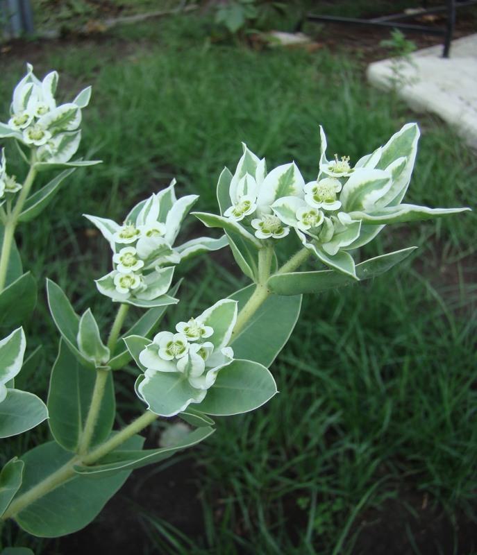Image of Euphorbia marginata specimen.