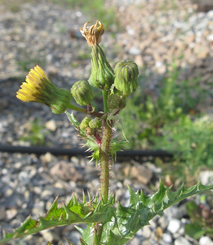 Image of Sonchus nymanii specimen.