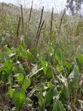 Plantago cornuti