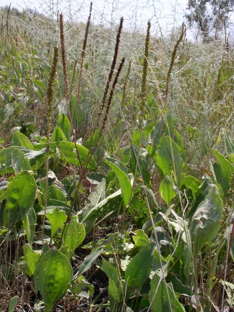 Изображение особи Plantago cornuti.