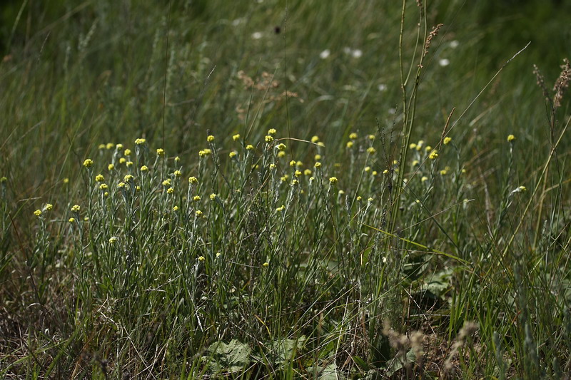 Image of Helichrysum arenarium specimen.