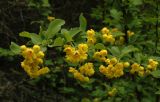 Berberis sphaerocarpa. Цветущая ветвь. Тянь-Шань, хр. Кетмень. 07.06.2008.