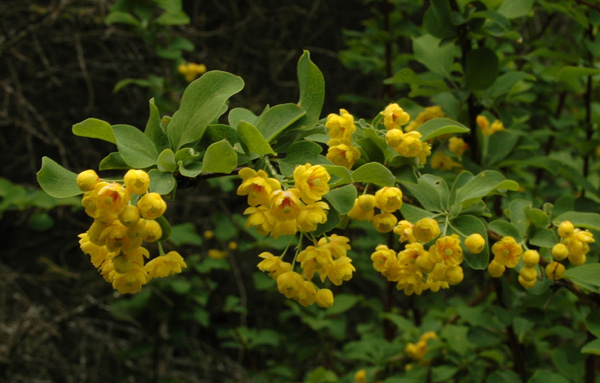 Image of Berberis sphaerocarpa specimen.