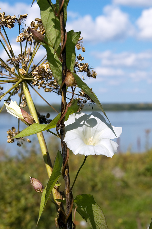 Image of Calystegia sepium specimen.