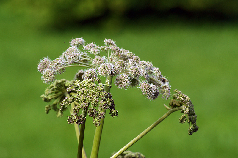 Изображение особи Angelica sylvestris.