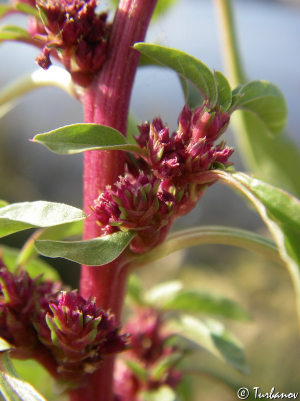 Изображение особи Amaranthus sylvestris.