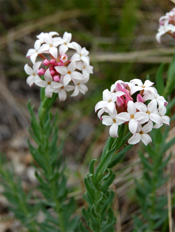 Изображение особи Stelleropsis altaica.