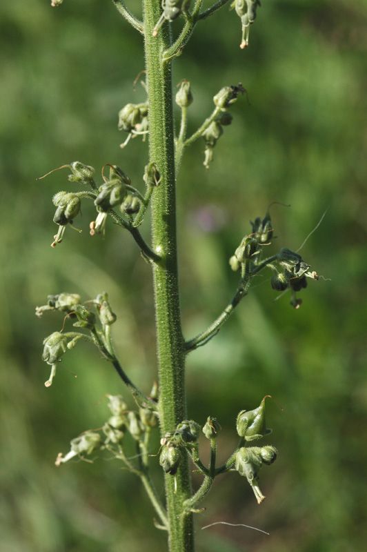 Изображение особи Scrophularia heucheriiflora.