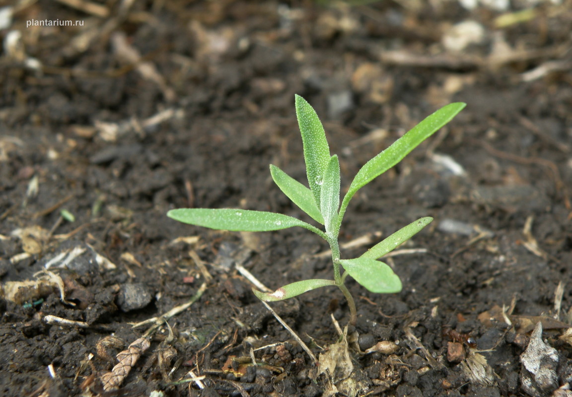 Изображение особи Atriplex patula.