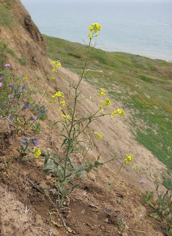 Image of Sisymbrium orientale specimen.