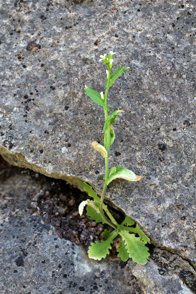 Изображение особи Arabis montbretiana.